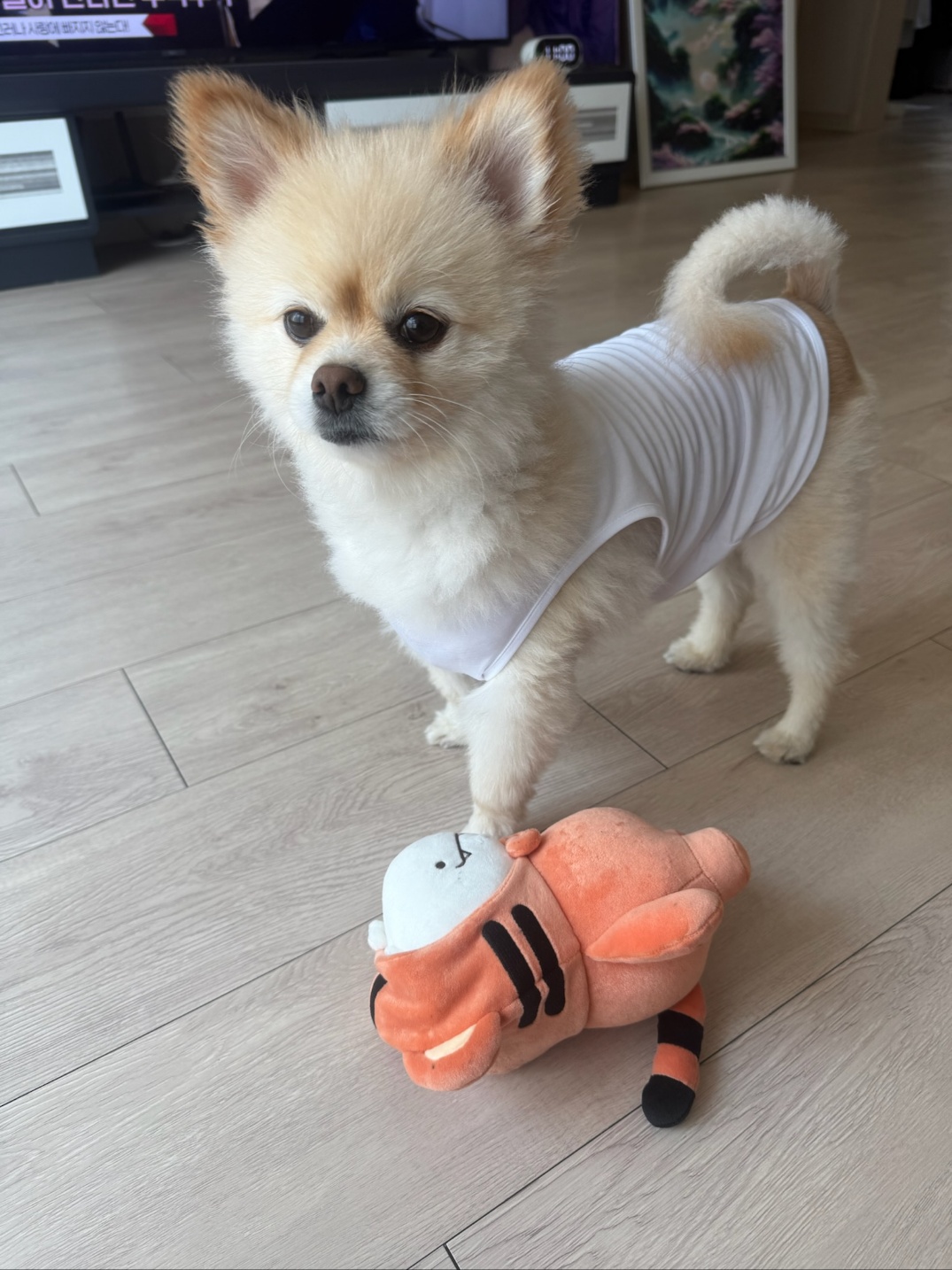 포메라니안 이미지 파일 입니다.